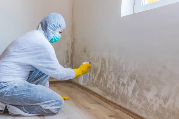 Licensed Mold Inspection service in Sparta, GA - WQB Mold Removal